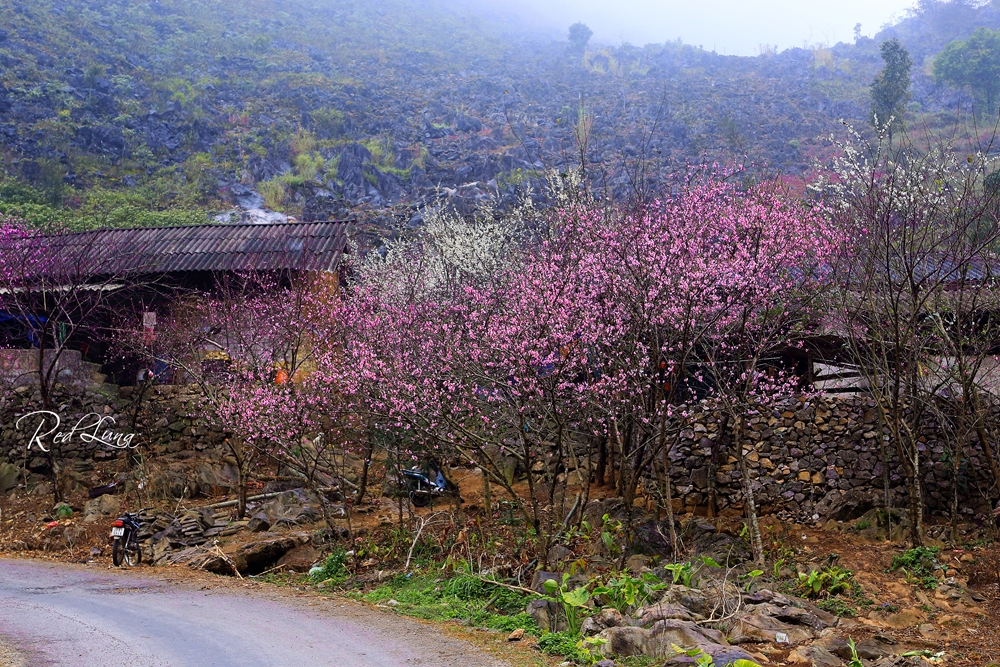 Những mái nhà núp sau những tán mận, đào ở Đồng Văn.